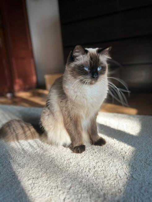 Ragdoll kotka dorosła