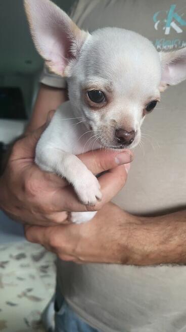 ***Lucky***Malutki jaśniutki chłopiec chihuahua xs