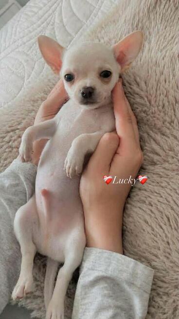 ***Lucky***Malutki jaśniutki chłopiec chihuahua xs