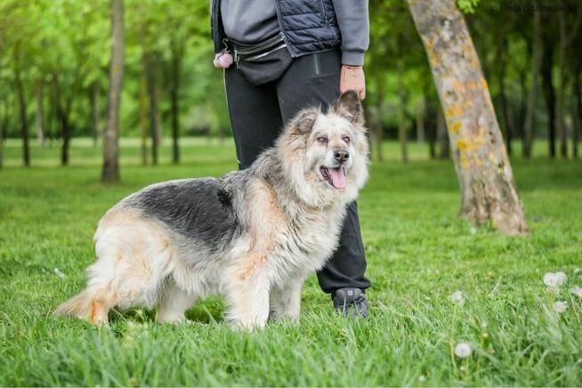 Ramona-starsza cudowna towarzyska suczka do adopcji
