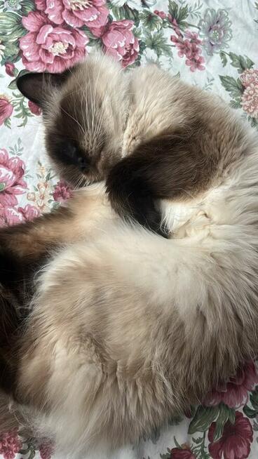 Ragdoll kotka dorosła