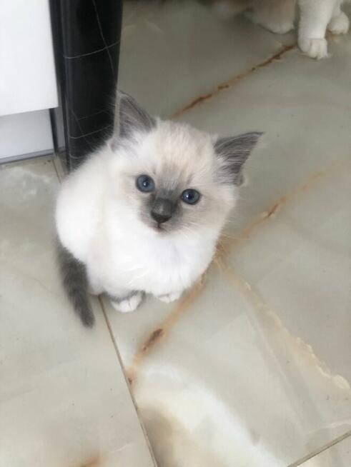Kotki rasa Ragdoll