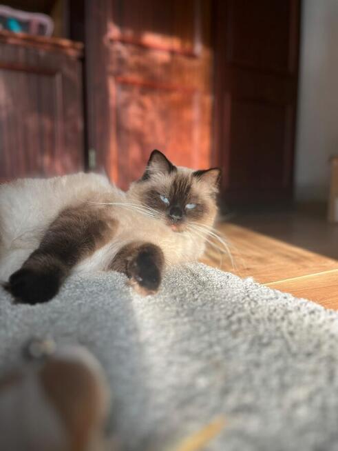Ragdoll kotka dorosła