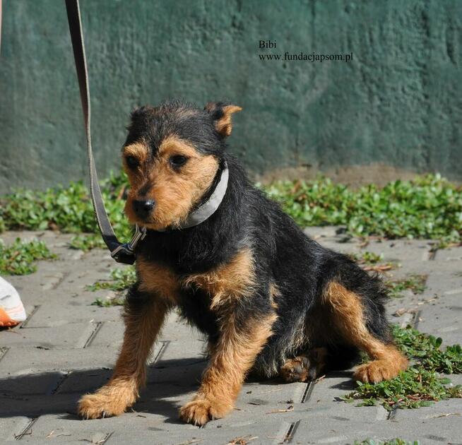 Bibi