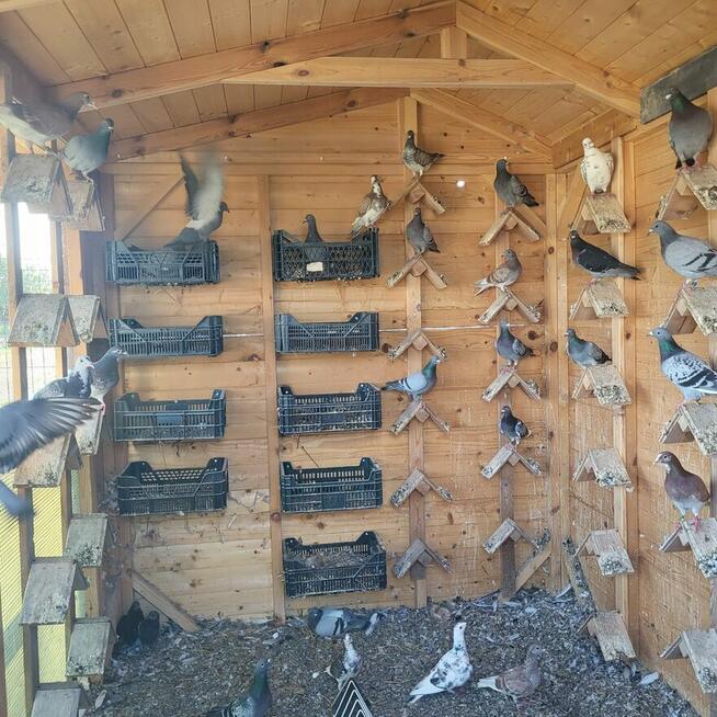 Gołębie na sprzedaż. Sprzedam gołębie hodowlane.