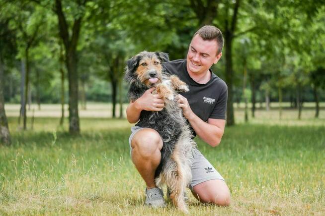 Toffik-kudłaty, mały, młody pies do adopcji