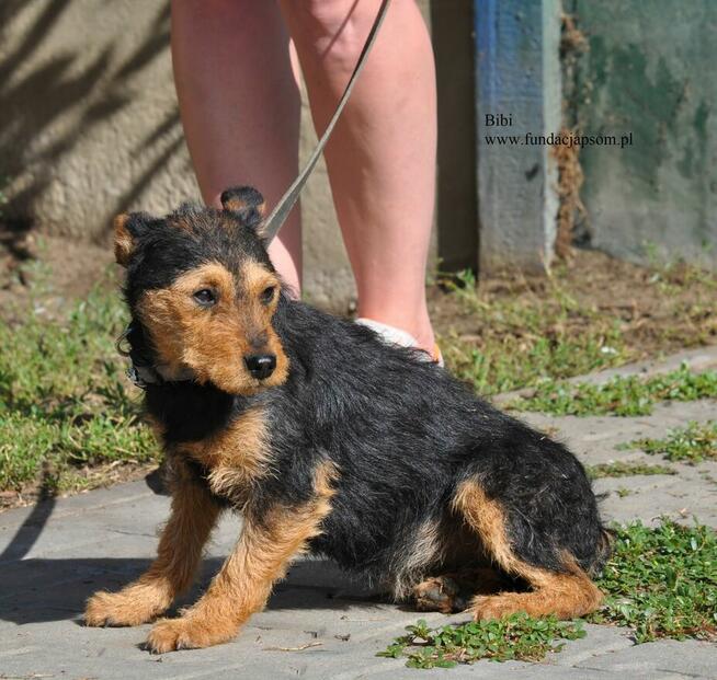Bibi