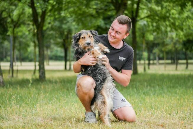 Toffik-kudłaty, mały, młody pies do adopcji