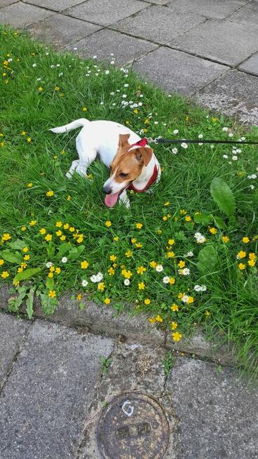 Oddam suczke Jack russel terrier w dobre ręce.
