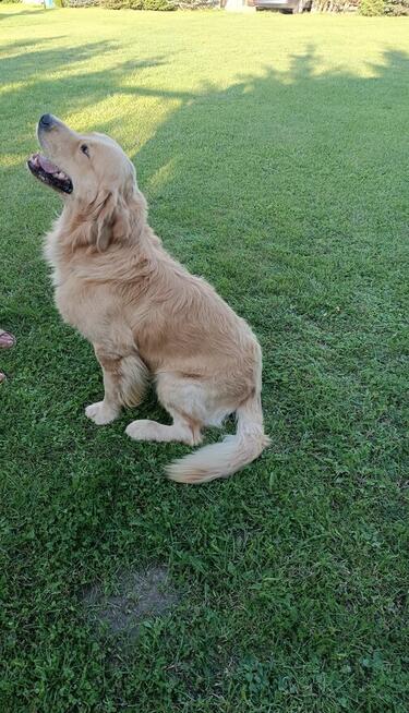 Golden retriever 15 miesięczny