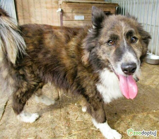 ERWIN - piękny psiak w typie border collie szuka domu