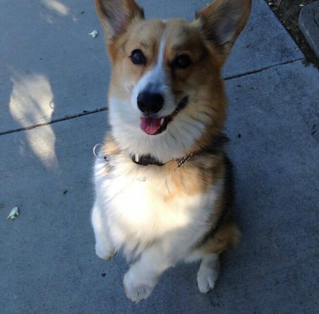 Uroczy szczeniak corgi