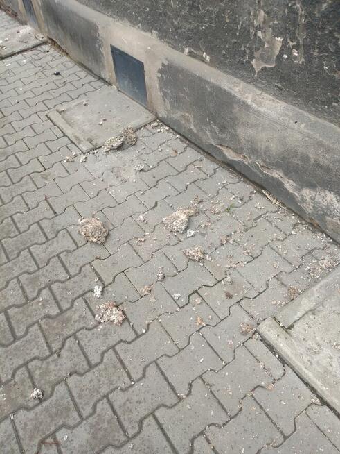 Usługa sprzątania odchodów po ptakach