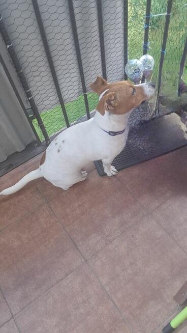 Oddam suczke Jack russel terrier w dobre ręce.