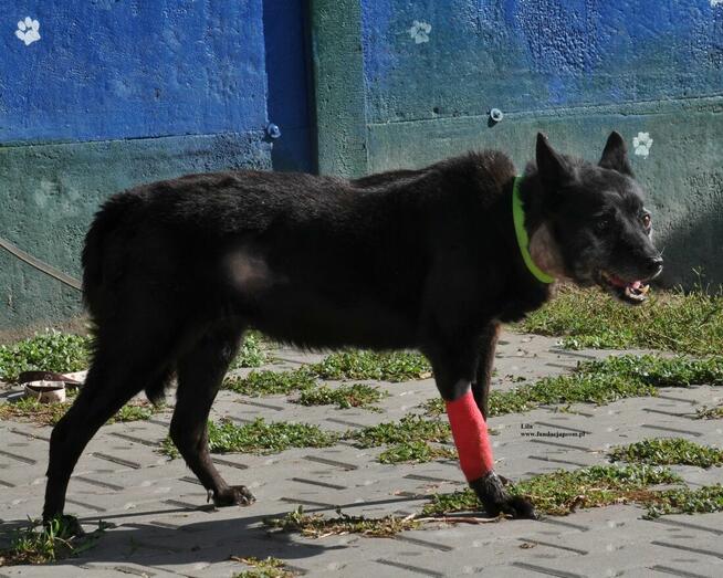 Lila