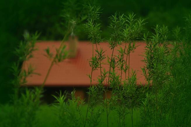 Dom całoroczny Haczów Plantacja Wierzby Agro - wynajmę