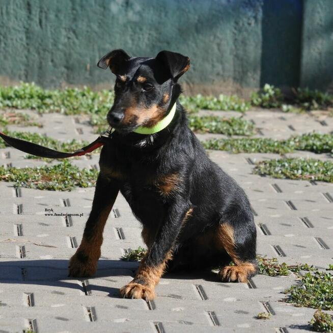 Bryk
