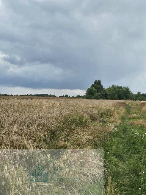 Działka rolna 4,51 ha | Wiewiórów | Klasa III i IV