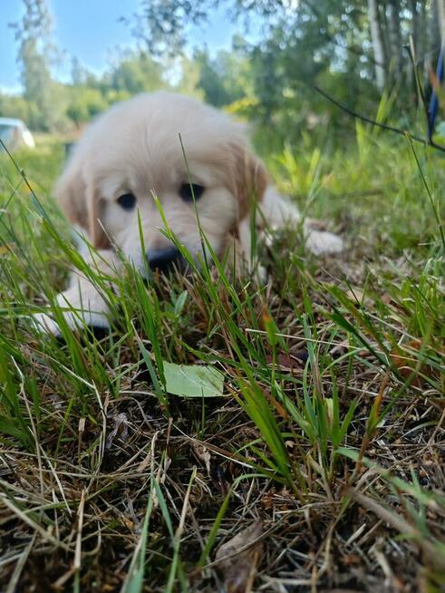 Szczeniaki golden retriever