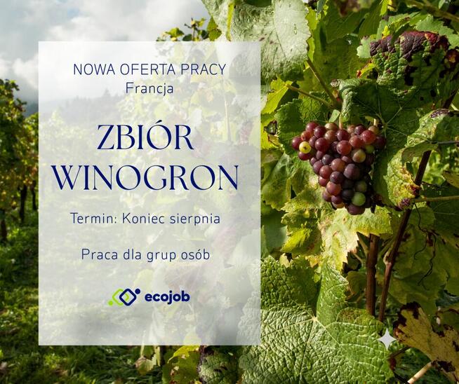 Winobranie - praca sezonowa we Francji | Bezpłatne zakwatero