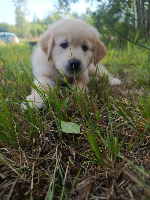 Szczeniaki golden retriever