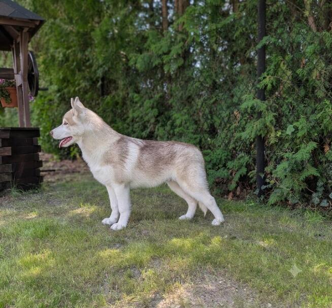 Siberian husky boy 4 miesięczny