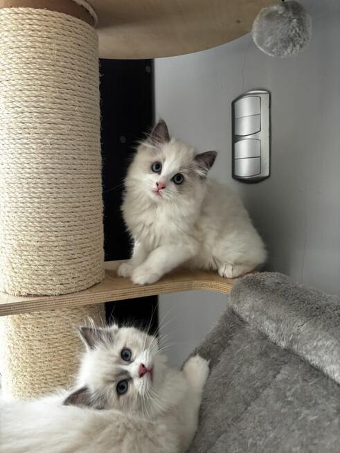 Koty Ragdoll