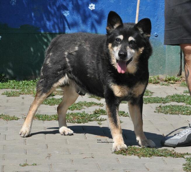 Felek