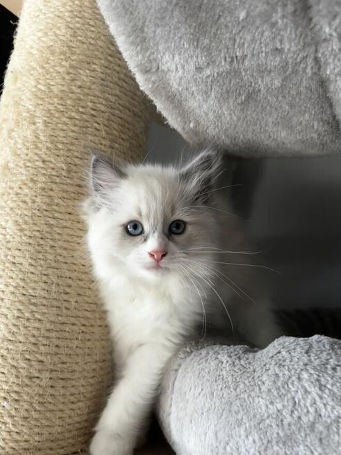 Koty Ragdoll