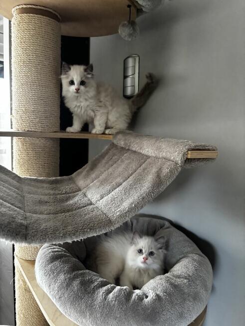 Koty Ragdoll