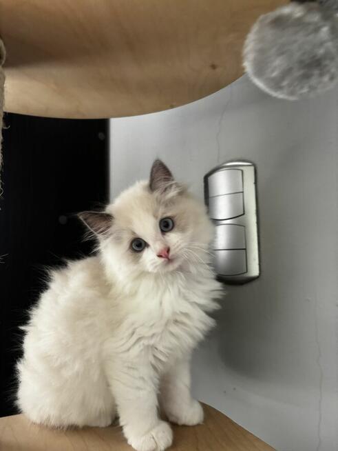 Koty Ragdoll