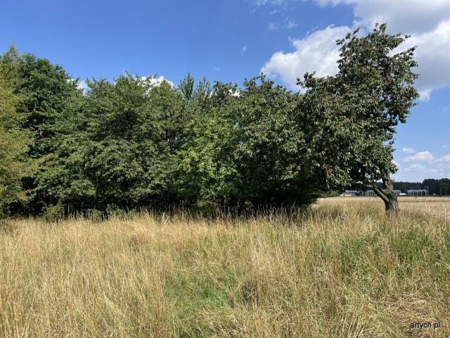 Działka rolno-budowlana Ceranów