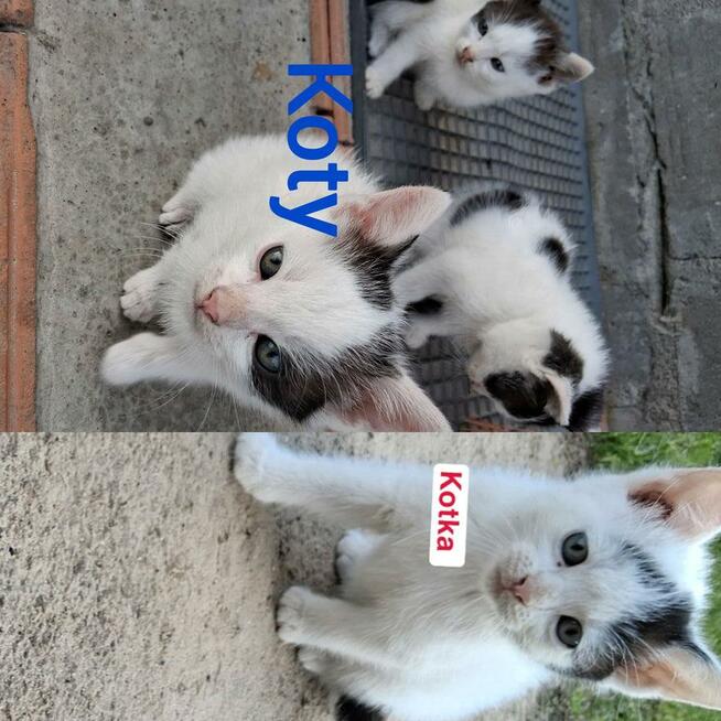 Koty do oddania za darmo kotki