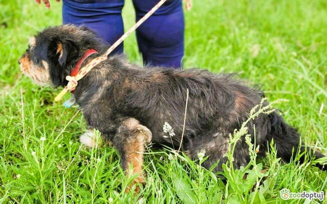 KUBUŚ - kochany słodziak szuka najlepszego domu