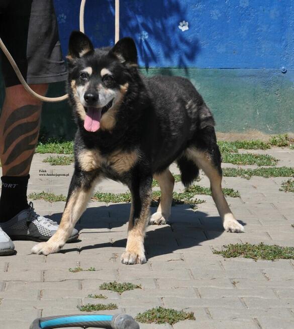 Felek