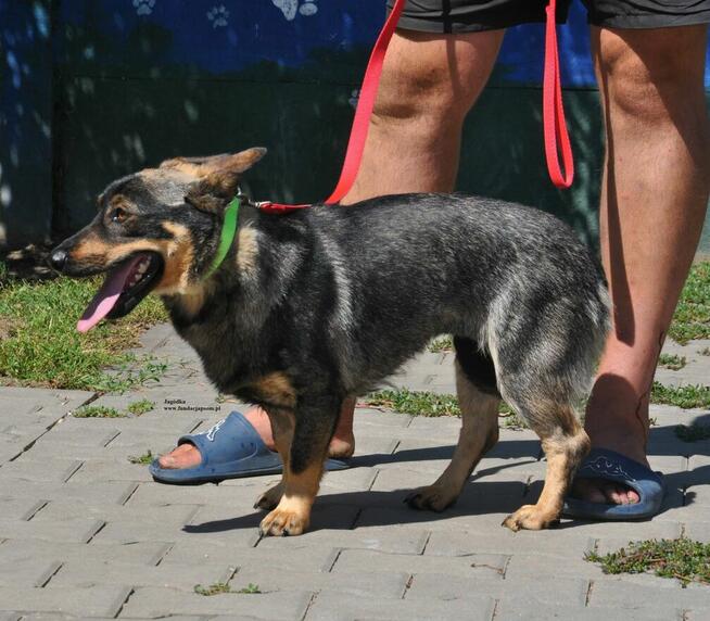 Jagódka