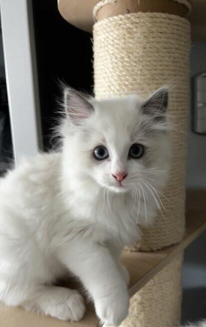Koty Ragdoll