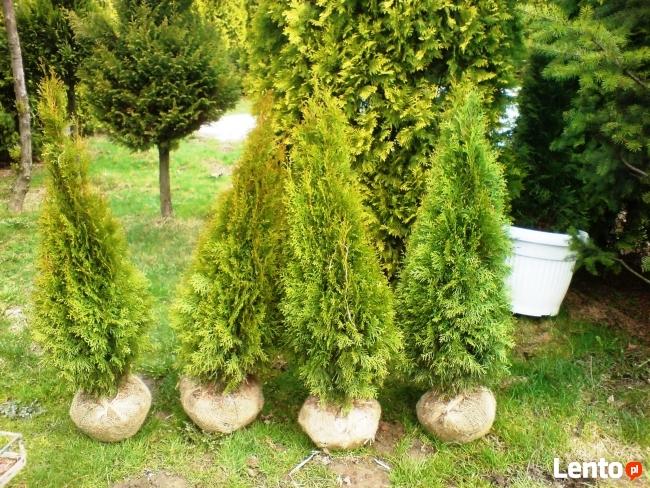 Tuje szmaragd tuja wysokie duże tanio Śląsk transport 220cm