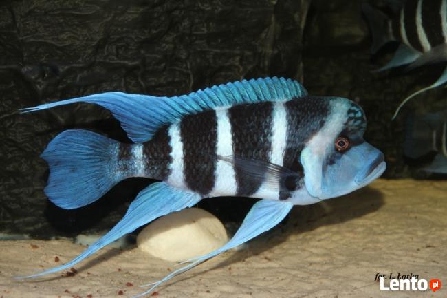 Cyphotilapia Frontosa Moba