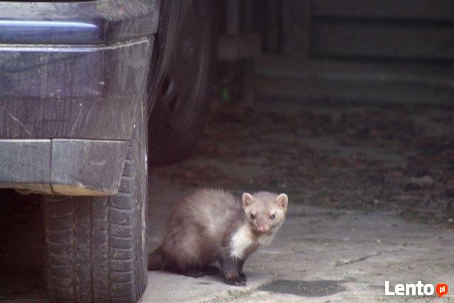 KUNY - zwalczanie, odławianie KUN - Śląskie, Opolskie