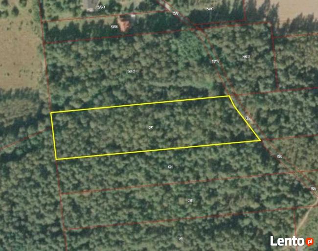 Działka leśna Nowe Skoszewy gm. Nowosolna