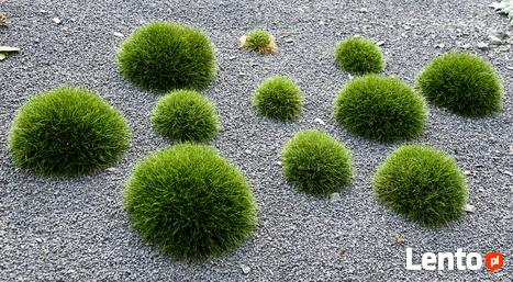 Wymarzony Ogród-firma projektująca ogrody, usługi ogrodnicze