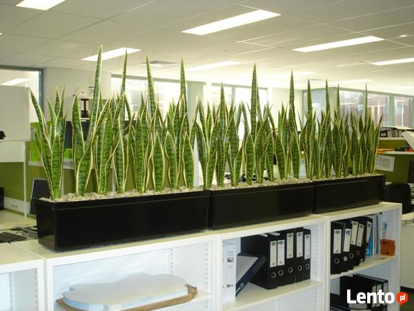 Rośliny doniczkowe - aranżacja i opieka