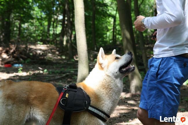 Szkolenie psów Piaseczno Konstancin Jeziorna Warszawa