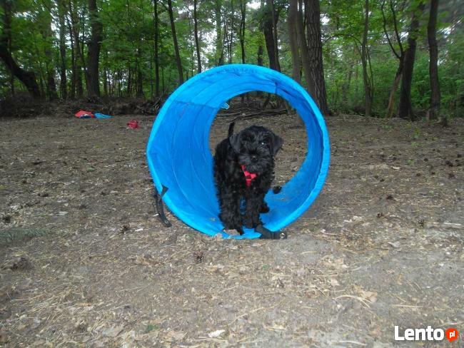 Szkolenie psów Piaseczno Konstancin Jeziorna Warszawa