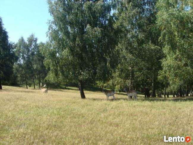 7 działek siedliskowo - inwestycyjnych o ogól. pow. 19,19 ha