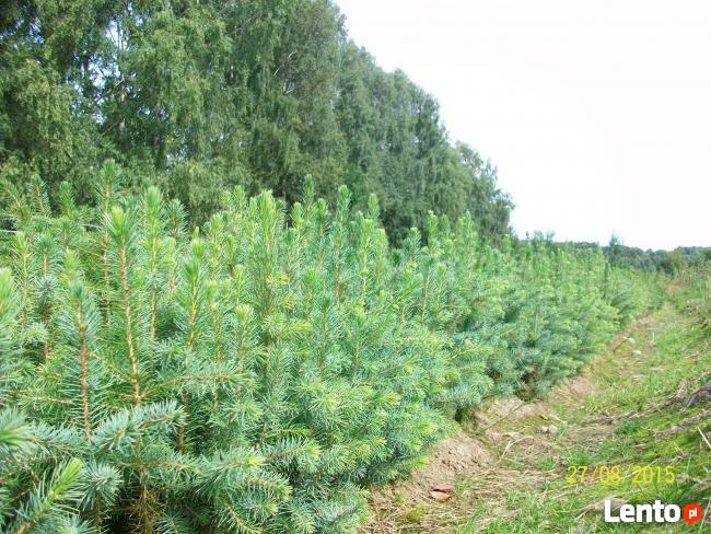 Sadzonki Świerku Pospolitego , Świerku Srebrnego, Serbskiego