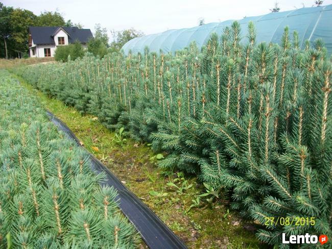 Sadzonki Świerku Pospolitego , Świerku Srebrnego, Serbskiego
