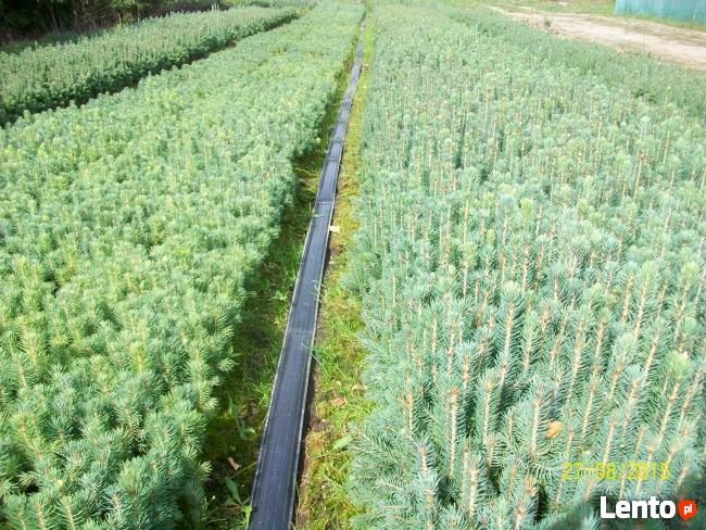 Sadzonki Świerku Pospolitego , Świerku Srebrnego, Serbskiego