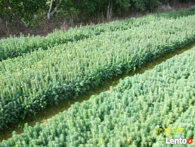 Sadzonki Świerku Pospolitego , Świerku Srebrnego, Serbskiego